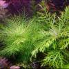 Hygrophila difformis variegated