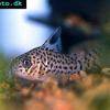 Corydoras acrensis