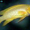 Tanganjika-Goldcichlide - Neolamprologus leleupi