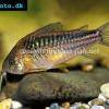 Schraffierter Panzerwels - Corydoras elegans