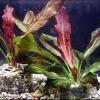 Echinodorus “Red Flame”