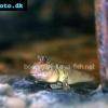 Schlammspringer - Periophthalmus barbarus