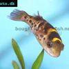 Grüner Flusskugelfisch - Tetraodon fluviatilis