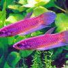Großer Borneo-Kampffisch - Betta anabatoides