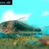 Treitls Corydoras - Corydoras treitlii
