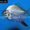 Haken-Scheibensalmler - Myloplus rubripinnis