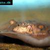 Pfauenaugen-Stechrochen - Potamotrygon motoro