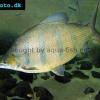 Langnasen-Distichodus - Distichodus lusosso