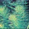 Myriophyllum hippuroides