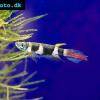 Ringelhechtling - Pseudepiplatys annulatus