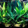 Anubias afzelii