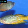 Parkinsons Regenbogenfisch - Melanotaenia parkinsoni