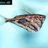 Gabel-Bellbauchfisch - Carnegiella strigata