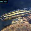 Vierstreifen-Schlankcichlide - Julidochromis regani