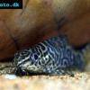 Schmuckflossen-Fiederbartwels - Synodontis eupterus