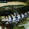 Zebrastreifenschmerle - Botia histrionica
