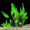 Cryptocoryne becketti