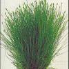 Eleocharis acicularis