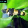 Goldringelgrundel - Brachygobius xanthozona