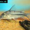 Blauer Panzerwels - Corydoras nattereri