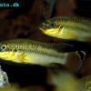 Smaragdprachtbarsch - Pelvicachromis taeniatus