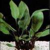 Cryptocoryne ciliata