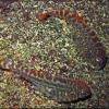 Chinesischer Flossensauger - Pseudogastromyzon cheni