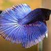 Siamesischer Kampffisch - Betta splendens