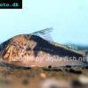 Fowlers Corydoras - Corydoras fowleri