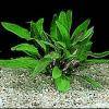 Cryptocoryne petchii