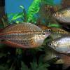 Australischer Perlmutterregenbogenfisch - Melanotaenia fluviatilis