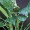 Spathiphyllum petite