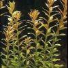 Rotala rotundifolia