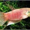 Betta schalleri