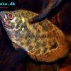 Gefleckter Buschfisch - Ctenopoma acutirostre