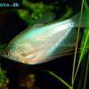 Mondschein Fadenfisch - Trichogaster microlepis