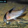 Schwarzbinden-Panzerwels - Corydoras melanistius