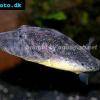 Fetzen-Kugelfisch - Tetraodon baileyi
