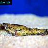 Kammkugelfisch - Carinotetraodon lorteti
