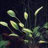 Cryptocoryne nevillii