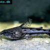 Knurrender Dornwels - Amblydoras hancockii
