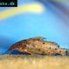 Schwarzer Fiederbartwels - Synodontis nigrita
