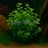 Bacopa australis