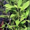 Hygrophila salicifolia