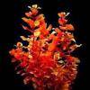 Rotala macrandra