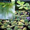 Pistia stratiotes