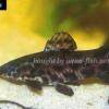 Megalechis thoracata