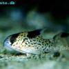 Corydoras leucomelas