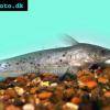 Schwarzer Aalwels - Neosilurus ater