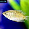 Wulstlippiger Fadenfisch - Trichogaster labiosus